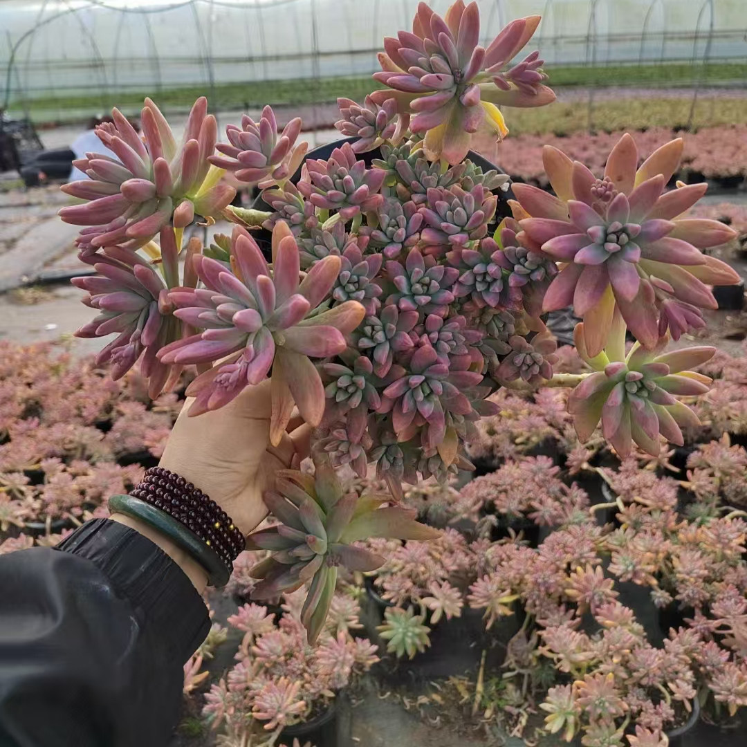 多肉植物整桩秋丽新手室内阳台好养老桩盆栽肉肉组合基地批发,淘宝优惠券,粉丝福利购,淘宝优惠卷