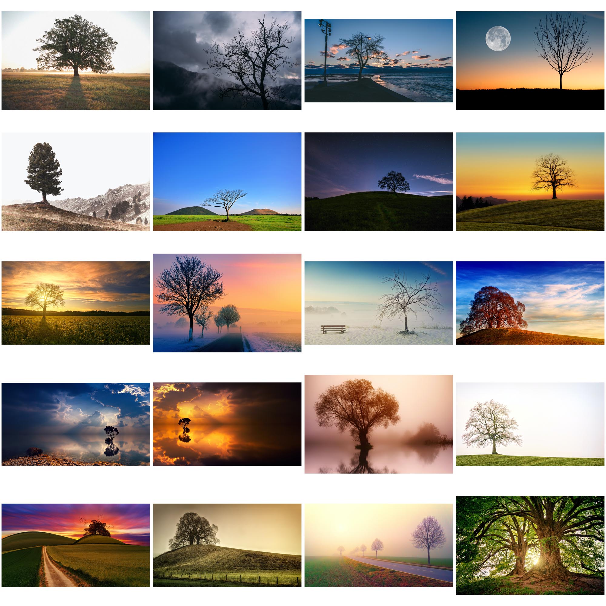 树木丨可商用树图片素材树枝树影树叶无版权可商用设计自媒体配图