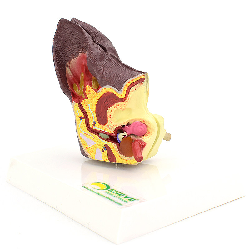 enovo颐诺狗耳朵疾病模型狗耳朵解剖结构模型犬耳朵病理耳螨中耳