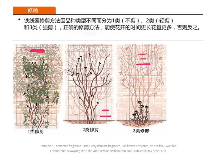 天一铁线莲 千层雪 （新幻紫）F系 3类（10公分圆盆原土发货） - 图0