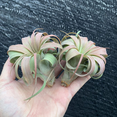 空气凤梨植物 艾瑞克侧芽  形态超美 绿植盆栽花草 - 图0