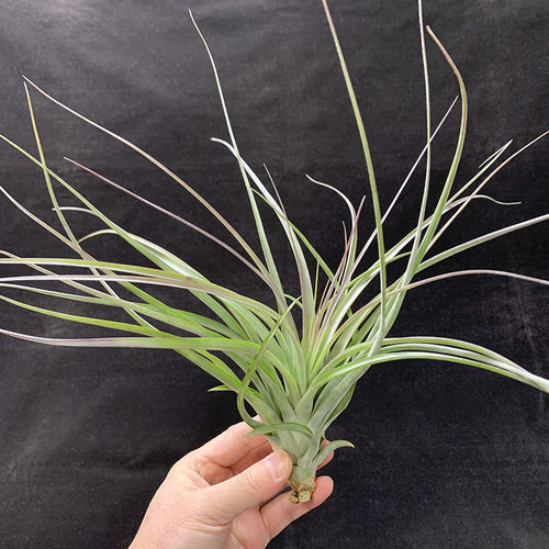 空气凤梨植物 硬叶品种 红颜  绿植盆栽花草 - 图0