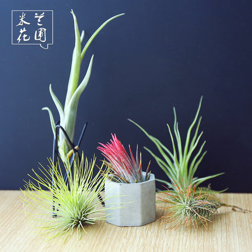空气凤梨无土植物稀有品种多款小号空气草华美霸王精灵桌面绿植 - 图2