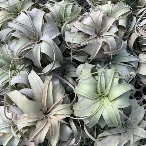 空气凤梨 霸王小号 形态美室内桌面绿植盆栽花草礼品礼物 - 图0