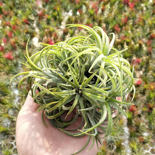 空气凤梨 丘比特精灵群生  多头 绿植盆栽花草 - 图2