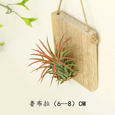 无土懒人花卉空气凤梨老人须创意木板空气草墙壁垂吊植物吊兰 - 图0