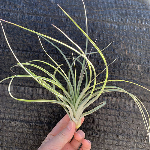 空气凤梨植物 硬叶品种 红颜  绿植盆栽花草 - 图2