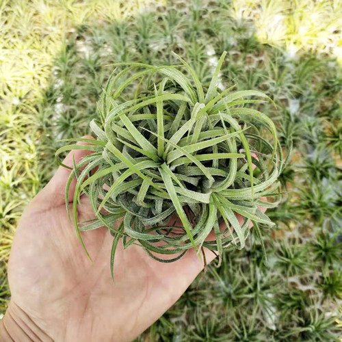 空气凤梨 丘比特精灵群生  多头 绿植盆栽花草 - 图3