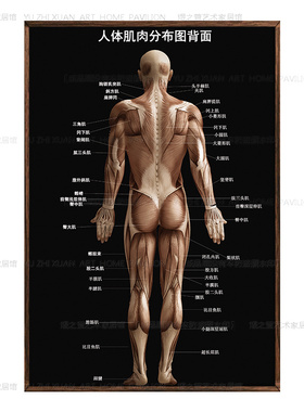 人体肌肉解刨图挂画减肥健身房肌群分解装饰肌肉分布图医学墙壁画