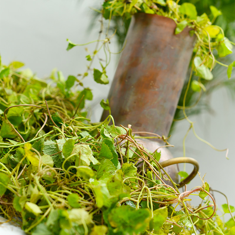 霏造集积雪草纯露 -高浓度积雪草舒缓肌肤保湿补水240ml,淘宝优惠券,粉丝福利购,淘宝优惠卷