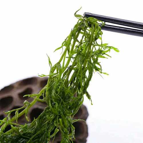 鞭炮笋新鲜马尾藻长寿菜羊栖菜海草火锅串串凉拌菜5包装每包250克 - 图3