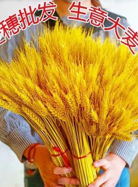天然麦穗干花花束新年客厅摆放花黄金麦穗干花插花装饰品招财旺宅
