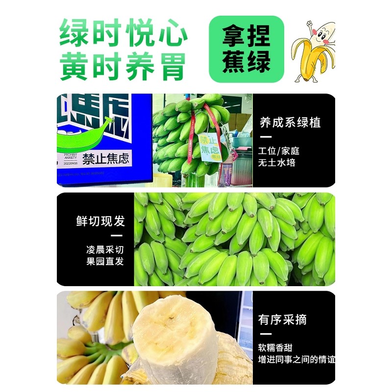 整串禁止蕉绿水培香蕉拒绝焦虑办公室芭蕉桌面静止焦绿小米蕉苹果,淘宝优惠券,粉丝福利购,淘宝优惠卷