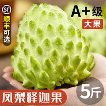 Fresh pineapple Sakigo 5 catty of milk Grand-purpose lychee Buddha head Mornefruit when season fruit whole box 10 Lin
