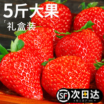 Strawberry fresh fruit gift box 5 catty pregnant woman red face cream 99 large 99 milk strawberry whole box 3 Shunfeng