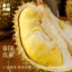 A-grade quality, golden pillow durian, small room guarantee