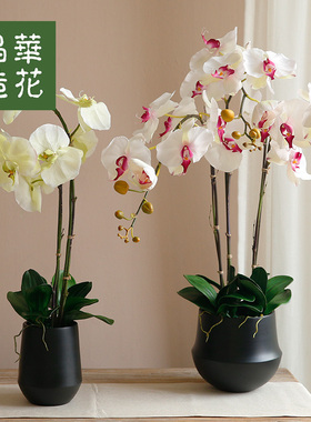 晶华盆栽桌面摆件客厅蝴蝶兰花