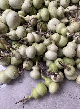 葫芦批发青皮通货八宝葫芦，个别微瑕无精品，高6-11厘米，不保成