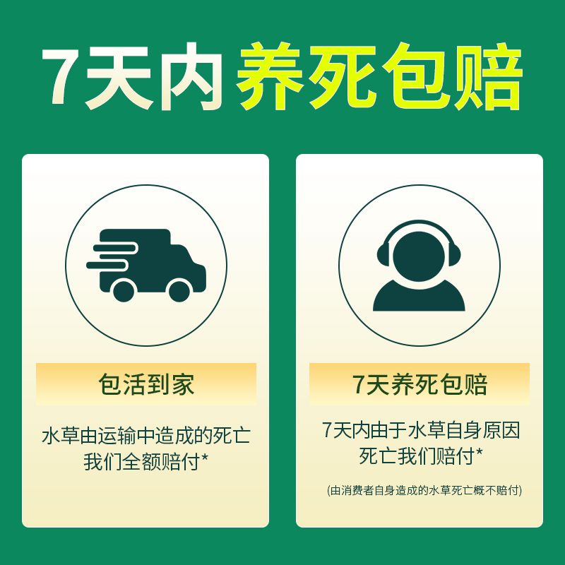 鱼缸水草水草活体生态缸植物阿根廷皇冠大叶皇冠挺水植物鱼缸造景 - 图2