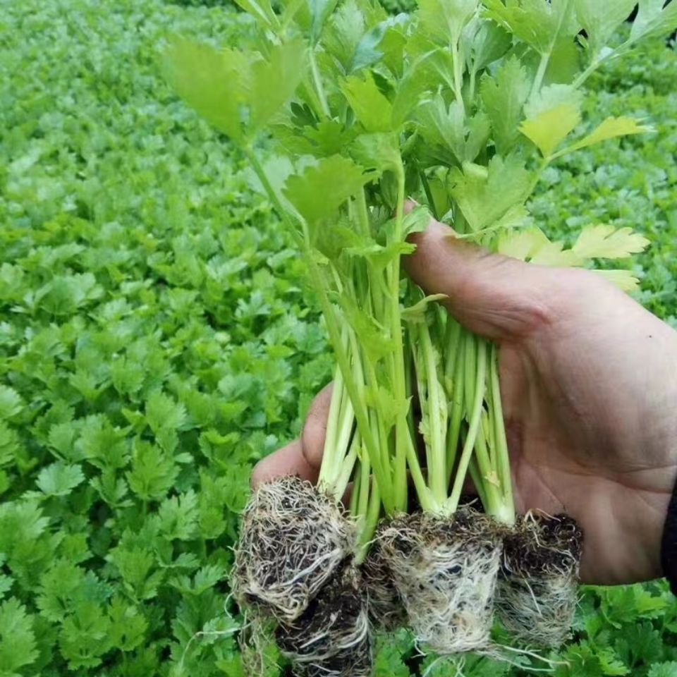 老品种芹菜幼苗蔬菜种子种苗四季小香芹山芹园盆栽高产春季蔬菜苗 - 图2