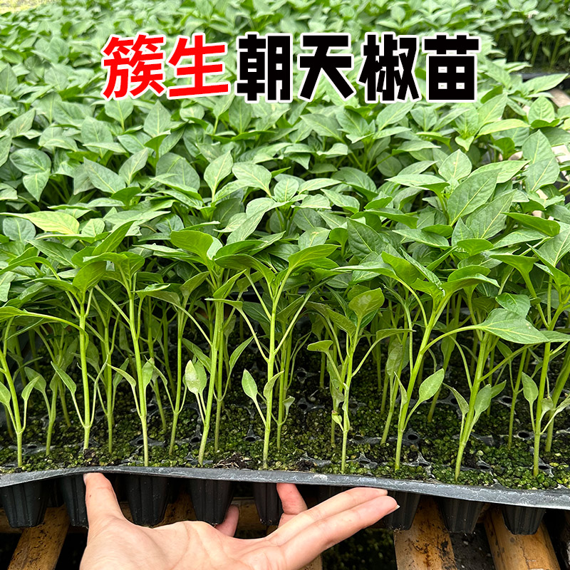 向阳红朝天椒种苗辣椒苗特辣香尖椒苗子农家菜园阳台盆栽四季播种 - 图0