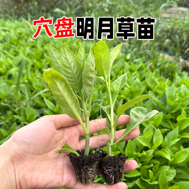 明月草苗盆栽降糖草种苗可食用白背菜神仙草蔬菜种植白子菜鸡毛草 - 图2