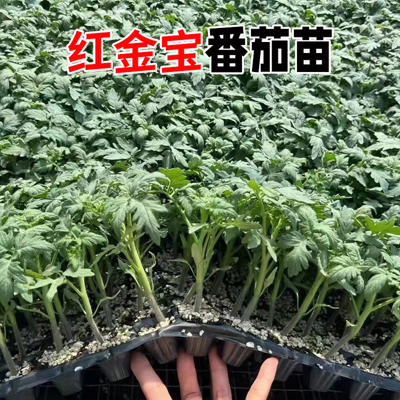 红金宝番茄种苗籽高产超甜超大红果大西红柿种子高温蔬菜瓜果种籽 - 图0