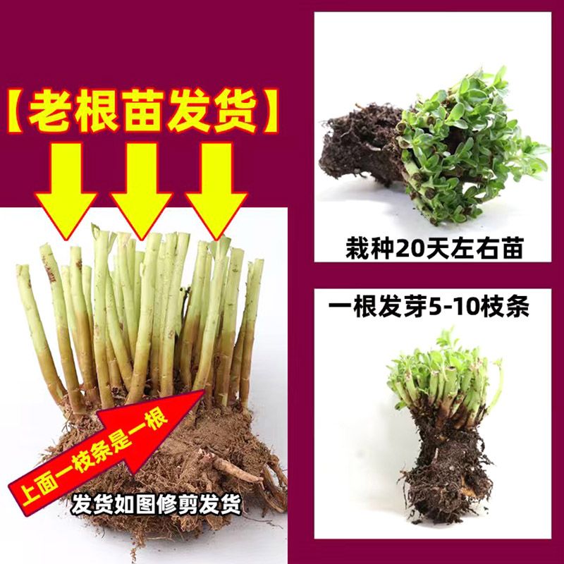 养心菜苗救心菜苗养心菜阳台养心菜一年四季补钙高钙活苗种苗 - 图0