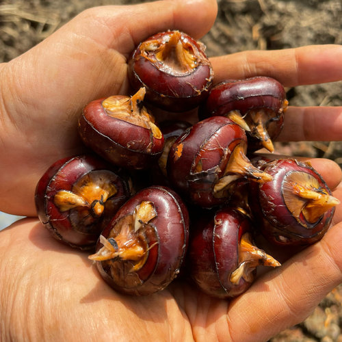 大果 正宗广西荔浦马蹄荸荠新鲜采挖农家自种  15-20个一斤 - 图0
