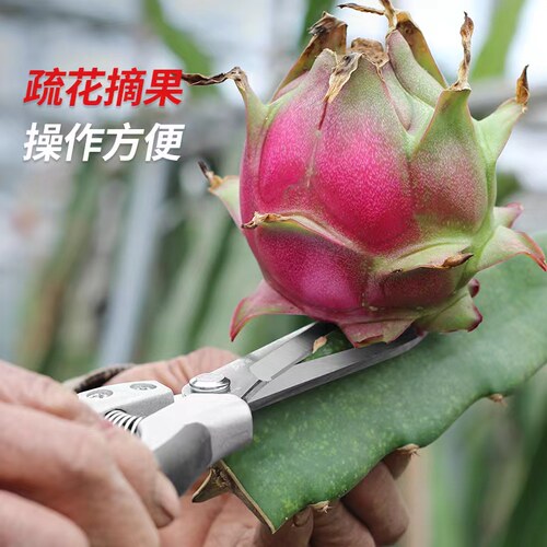 绿苑稀果剪修枝采摘剪火龙果剪刀采果神器园艺修花工具疏果摘果剪 - 图0