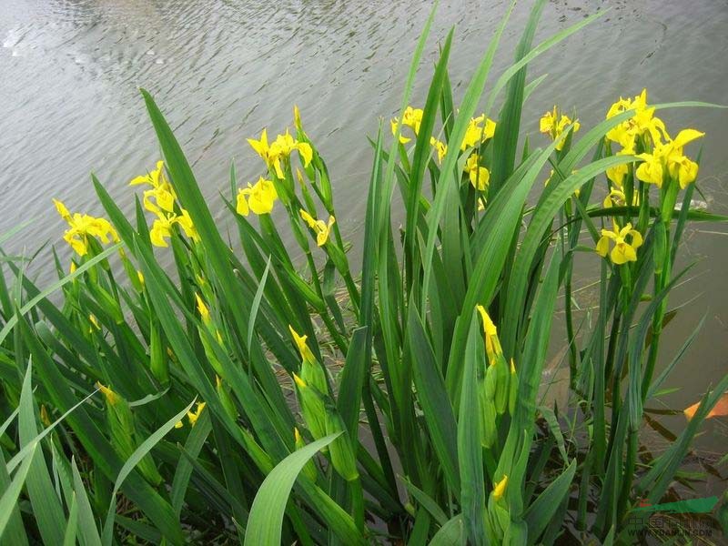 水生挺水植物黄菖蒲苗黄花鸢尾水培水养花卉池塘湿地绿化工程地栽 - 图2