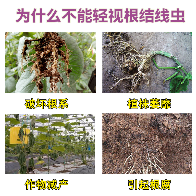 根结线虫专用药果树蔬菜黄瓜辣椒小麦水稻烤烟大棚专用特效线虫药,淘宝优惠券,粉丝福利购,淘宝优惠卷