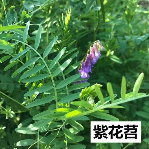 毛苕子种子光叶紫花苕箭舌野豌豆养蜂蜜源植物牧草籽果园绿肥种籽 - 图2