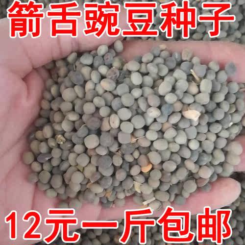 毛苕子种子光叶紫花苕箭舌野豌豆养蜂蜜源植物牧草籽果园绿肥种籽 - 图1