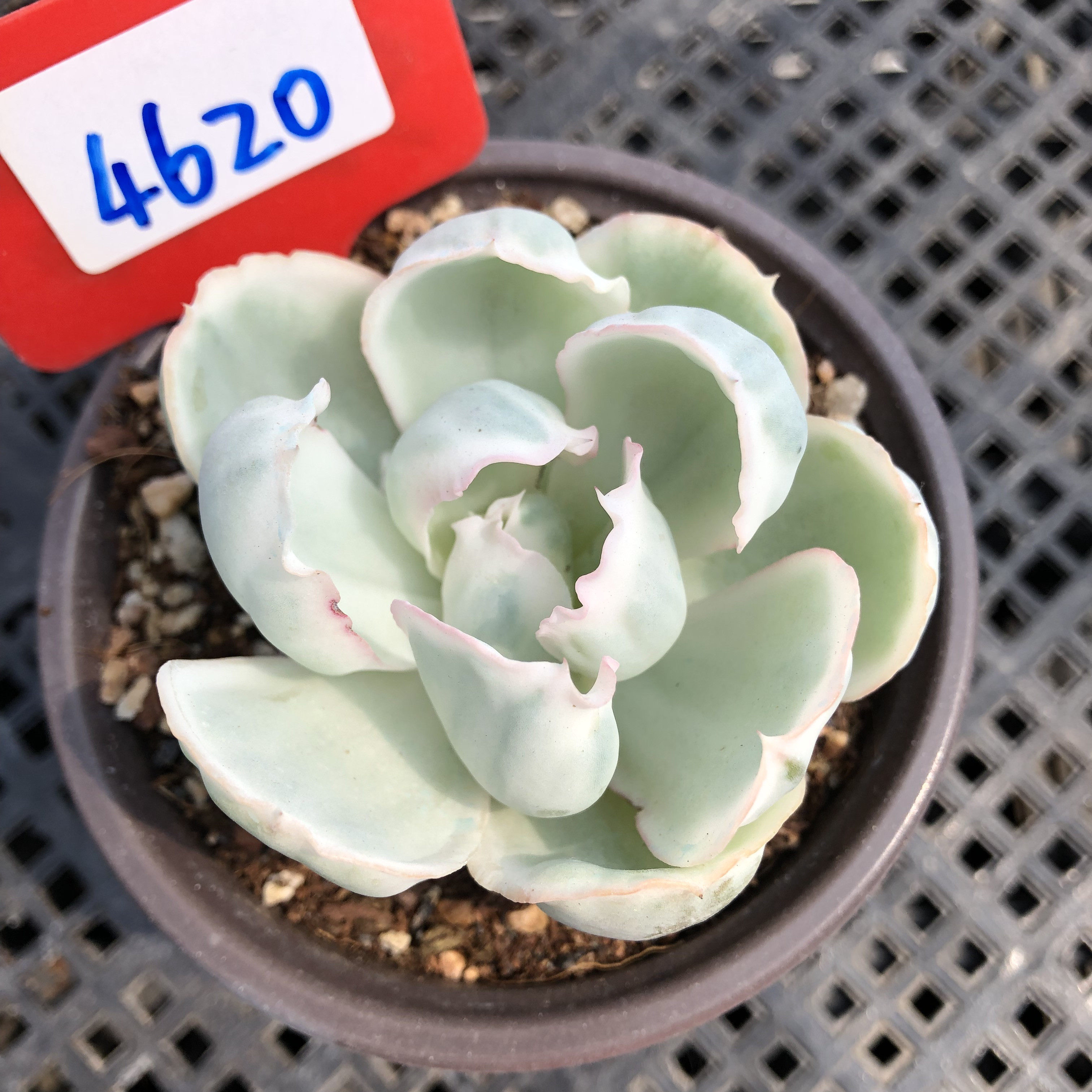 伯克利锦一物一拍多肉植物整群生单多头花卉盆栽红冰边肉肉老桩,淘宝优惠券,粉丝福利购,淘宝优惠卷