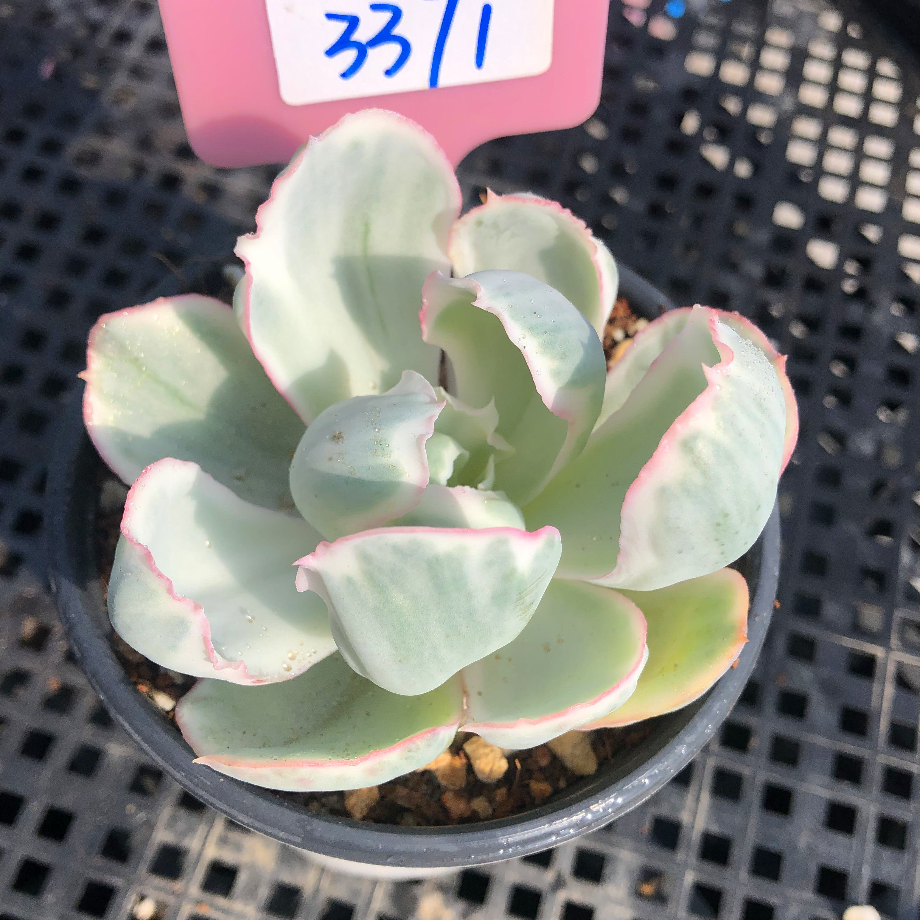 伯克利锦一物一拍多肉植物整群生单多头花卉盆栽红冰边肉肉老桩,淘宝优惠券,粉丝福利购,淘宝优惠卷