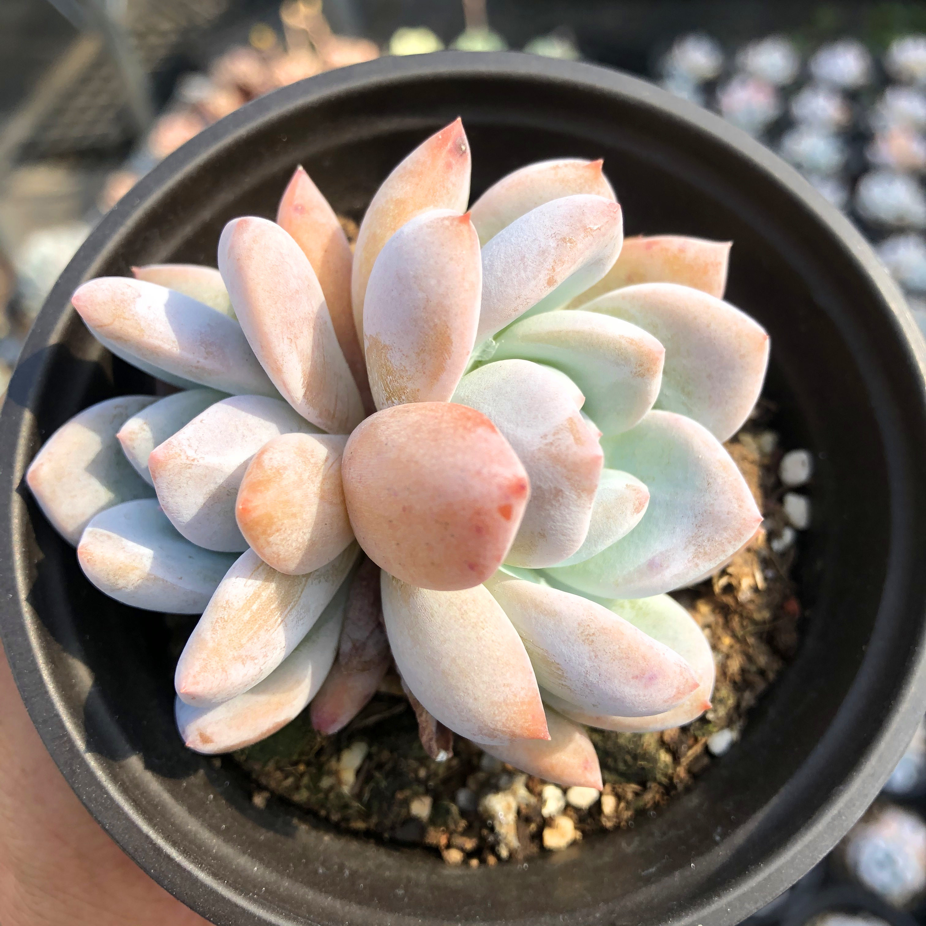 韩橙果冻橙子正版梦露群生多头单桩多肉植物盆栽花卉绿植一物一拍,淘宝优惠券,粉丝福利购,淘宝优惠卷