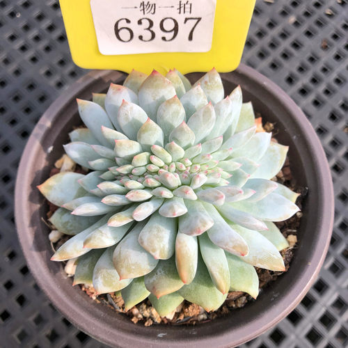 橙梦露星影缀化一物一拍朵朵雪天使多肉植物盆栽花冰糖心多头群生 - 图0