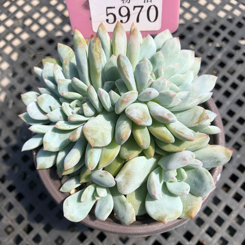 橙梦露星影缀化一物一拍朵朵雪天使多肉植物盆栽花冰糖心多头群生 - 图2