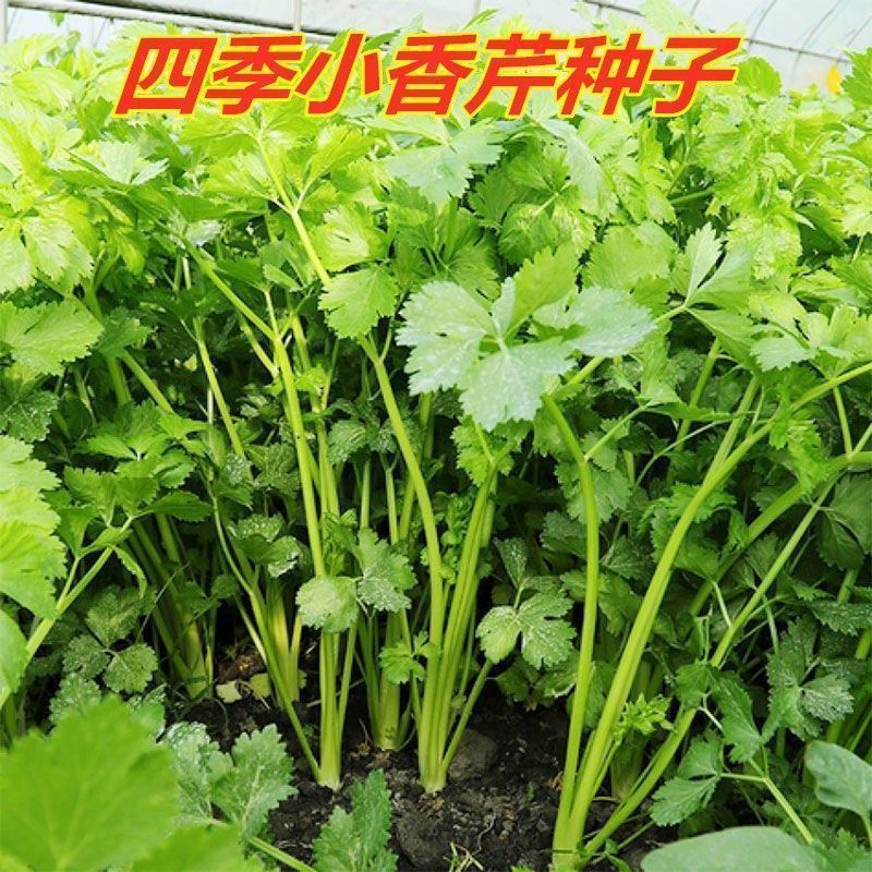 小香芹四季庭院春秋种植香芹种子西芹芹菜种子农家蔬菜散装按斤卖 - 图0