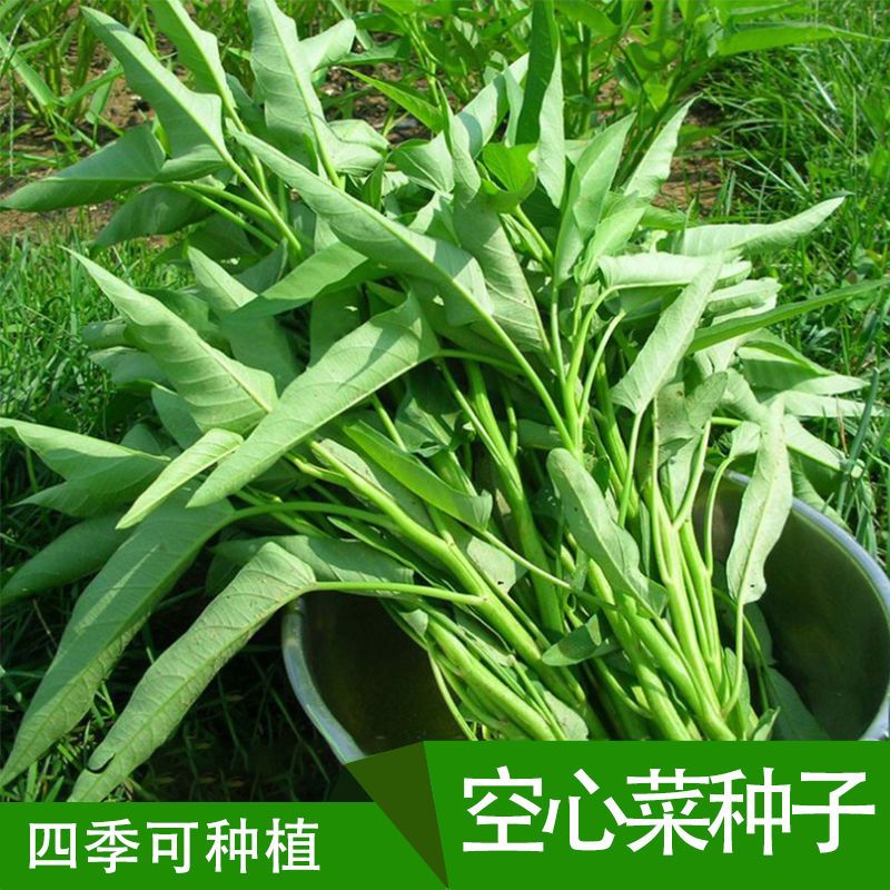 四季空心菜种子柳叶空心菜的种子阳台盆栽泰国空心菜种青梗可水培-图1