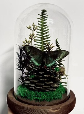 蝴蝶标本玻璃罩成品真大蓝闪蝶展示高级永生干花装饰摆件创意礼物