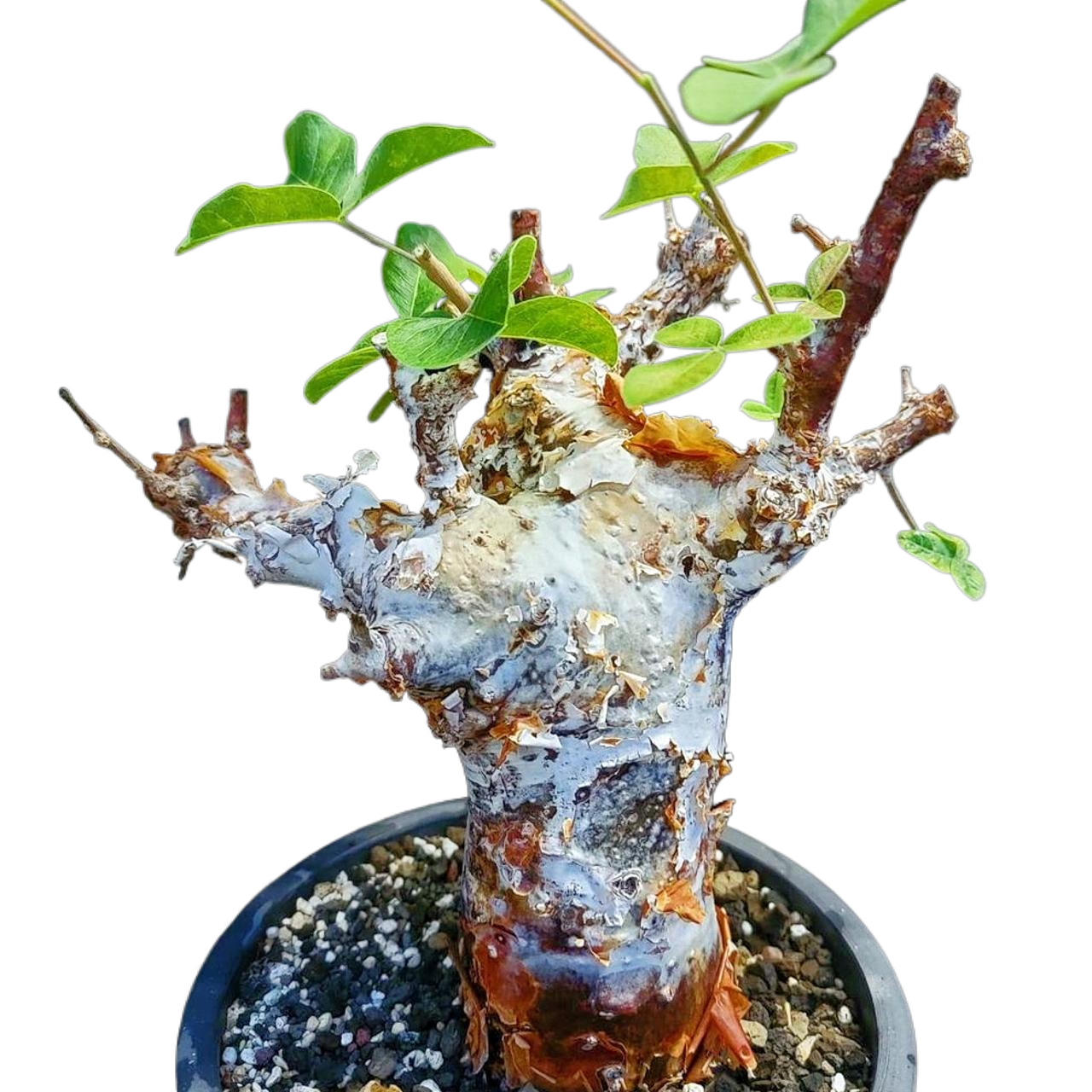 顺丰】奥比克没药橄榄Commiphora orbicularis 块根多肉植物_虎窝淘
