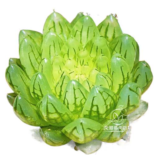 樱变女神 樱水晶变异 玉露十二卷多肉植物盆栽 一物一拍 - 图3