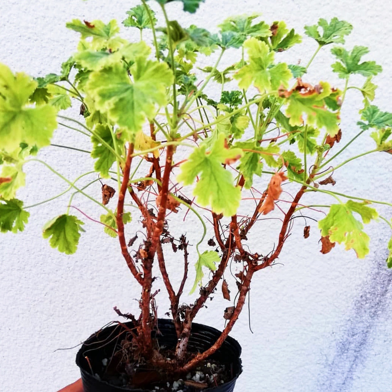 碰碰香洋葵 Pelargonium odoratissimum 多肉植物块根 一物一拍 - 图0