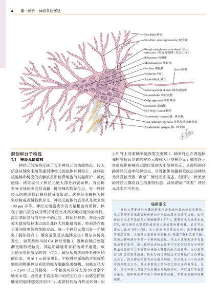 正版现货奈特神经科学彩色图谱第3版三版李安然张卫光平装奈特神经系统疾病临床解剖人体书籍医学图谱参考书北京大学医学出版社-图3