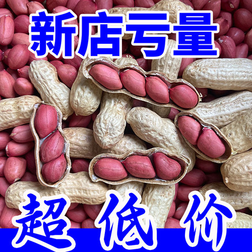 2025年新鲜红皮花生带壳生花生带壳新鲜晒干炒补生的血红衣花生货 - 图3
