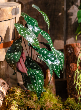 仿真绿植叶子假花热带植物摆件