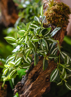 垂吊植物仿真绿植造景吊兰装饰