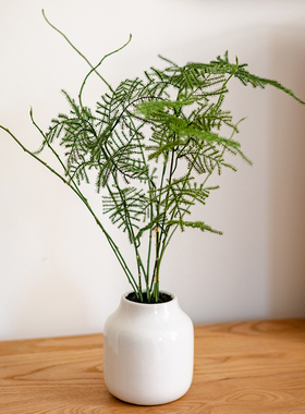 仿真绿植文竹盆栽摆件假植物盆景
